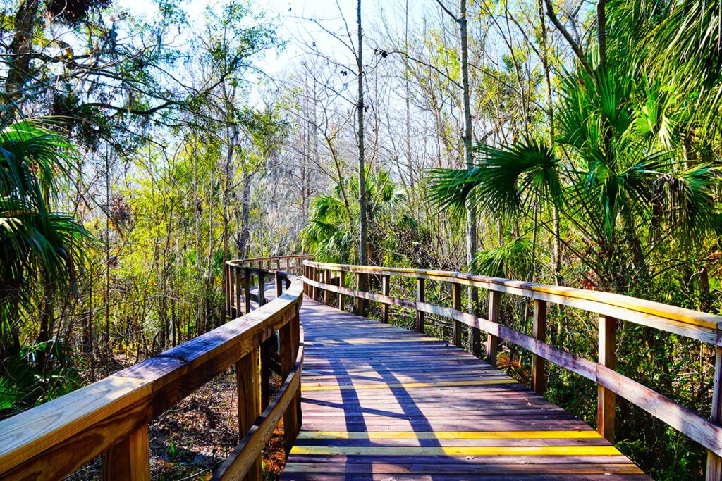 endodontist Wesley Chapel